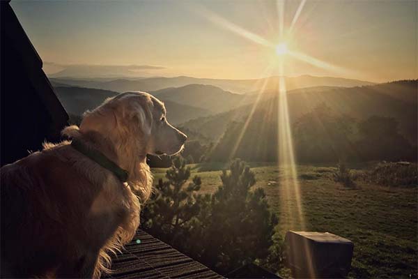 pies rasy golden patrzy na zachód słońca w górach