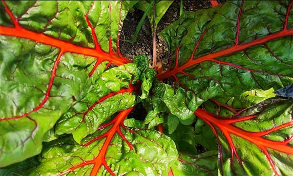 burak liściowy, zdjęcie z góry, widać krwiście czerwone łodygi i zielone liście